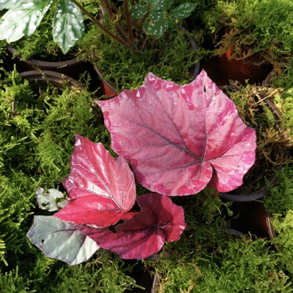 Begonia sp all pink