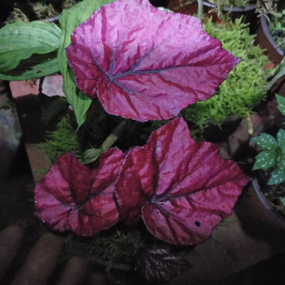 Begonia sp all pink