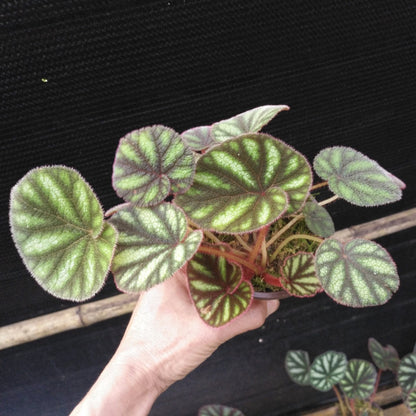 Begonia Versicolor