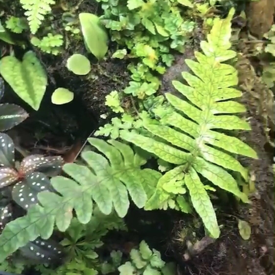 Dictyophyllum Sp.