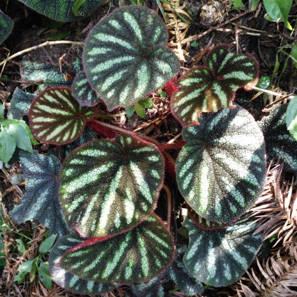 Begonia Versicolor