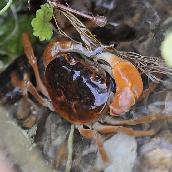 Dwarf Warrior Crab  (Geothelphusa dehaani)