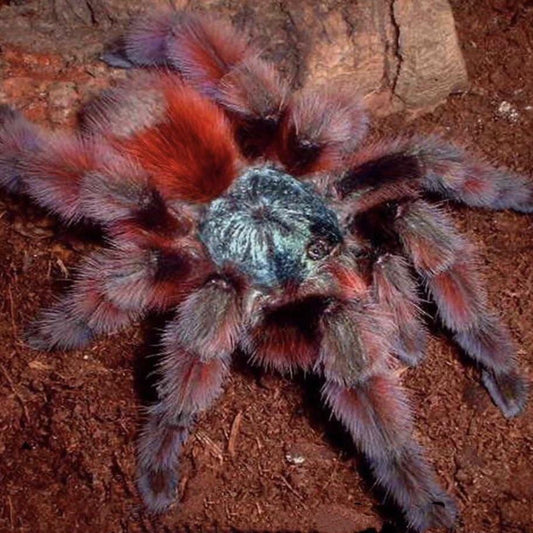 Antilles Pinktoe Tarantula (Caribena versicolor)