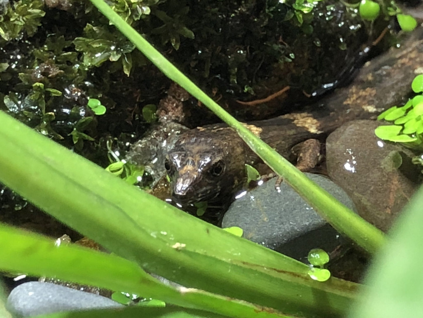 Chinese Water Skink (Tropidophorus sinicus)