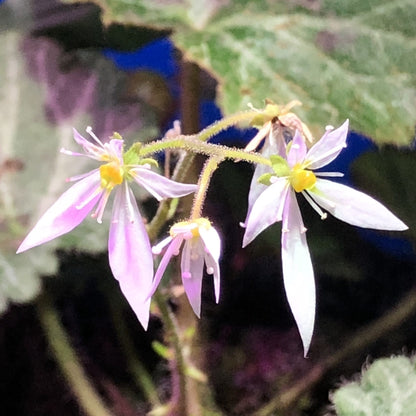 Strawberry Begonia ( Saxifraga stolonifera )