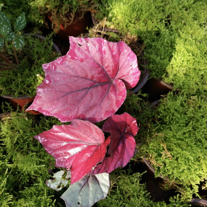 Begonia sp all pink