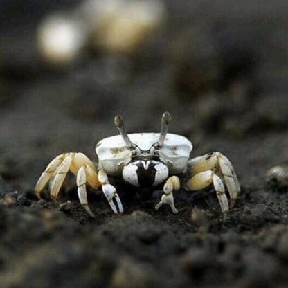 5 Red White Hand Fiddler Crabs Male & Female (Uca arcuata
