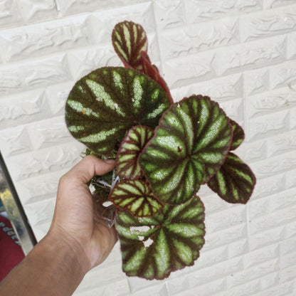 Begonia Versicolor