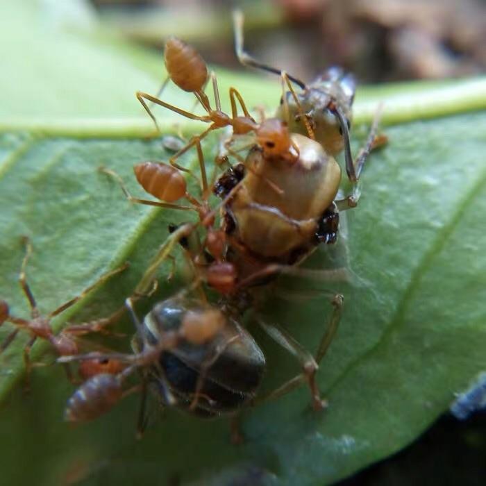 Asian Weaver Ants (Oecophylla smaragdina)