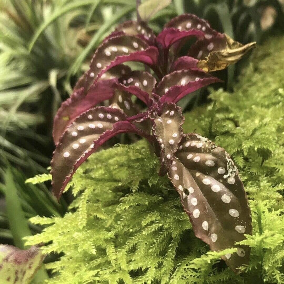 Sonerila sp. red