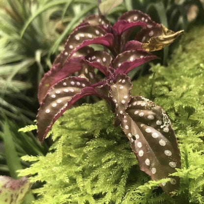 Sonerila sp. red