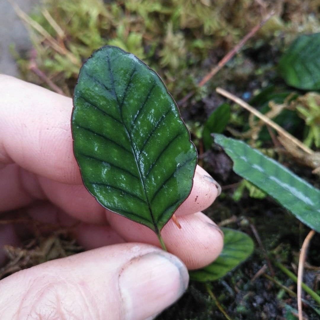 Selliguea rhynchophylla