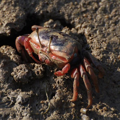 Red Fighter Fiddler Crabs (Uca arcuata)