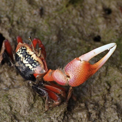 Red Fighter Fiddler Crabs (Uca arcuata)