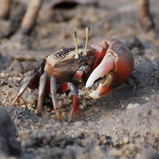 Red Fighter Fiddler Crabs (Uca arcuata)
