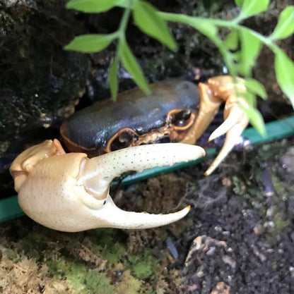 Giant Potamon Crab (Qianguimon splendidum)