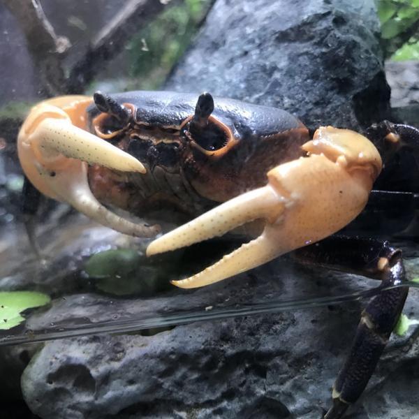 Giant Potamon Crab (Qianguimon splendidum)