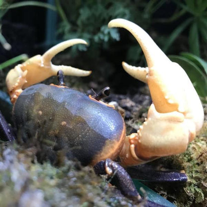 Giant Potamon Crab (Qianguimon splendidum)