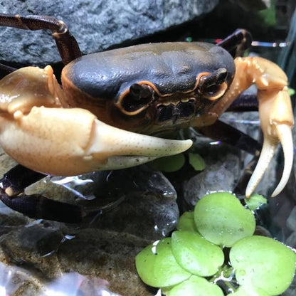 Giant Potamon Crab (Qianguimon splendidum)