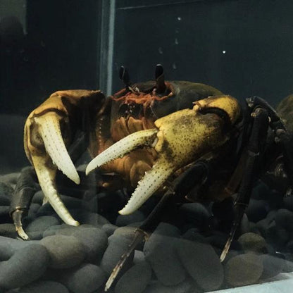 Giant Potamon Crab (Qianguimon splendidum)
