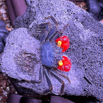 Red Gloves Vampire Crab (Geosesarma sp)