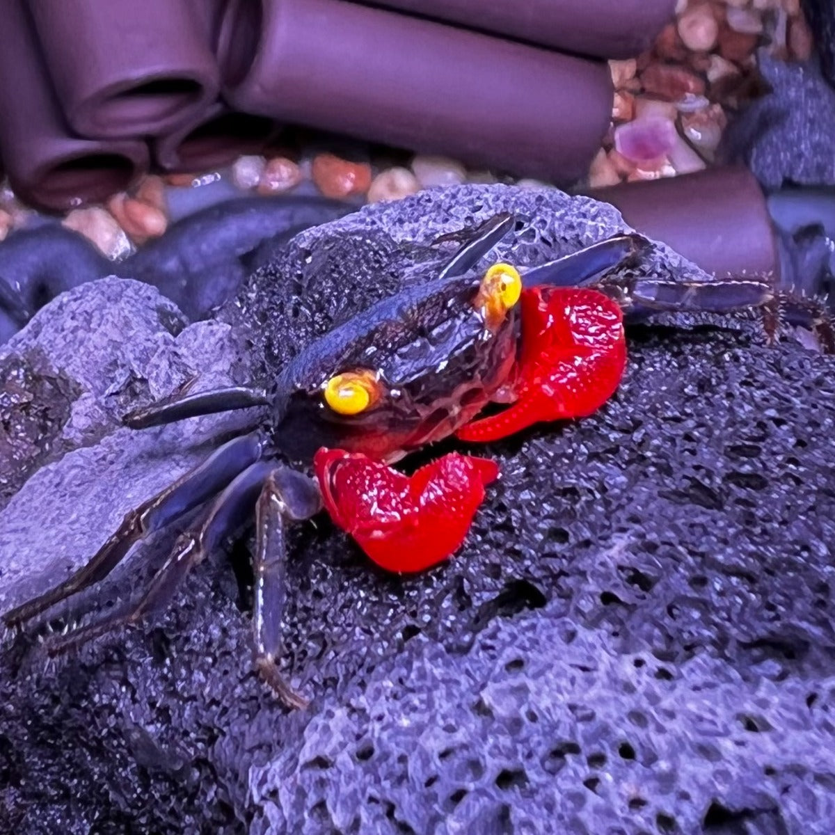 Red Gloves Vampire Crab (Geosesarma sp)