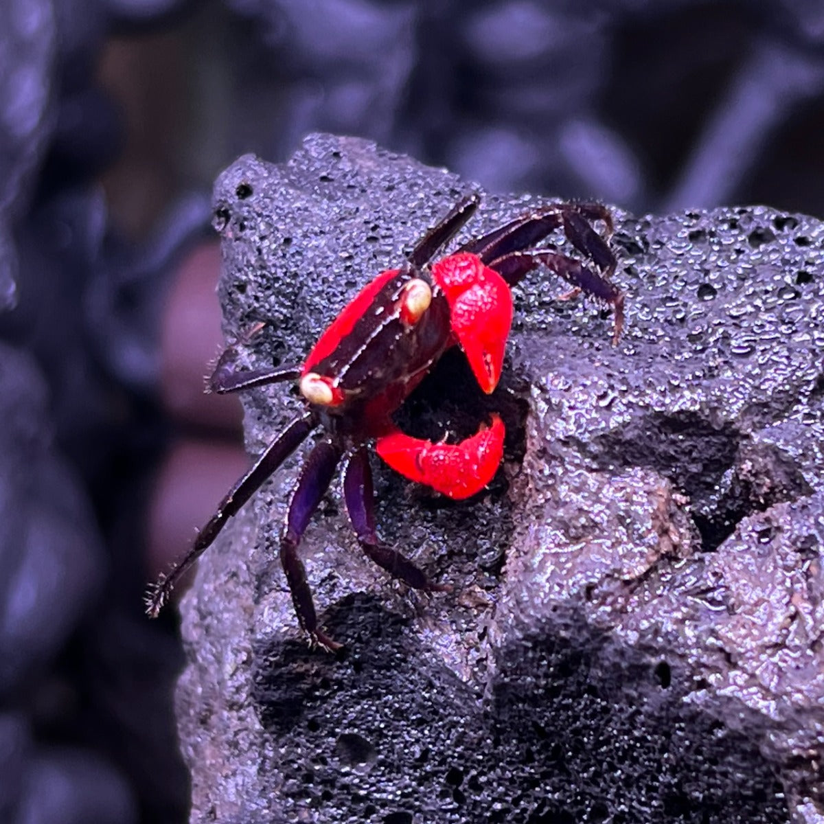 Red Devil Vampire Crab (Geosesarma hagen)
