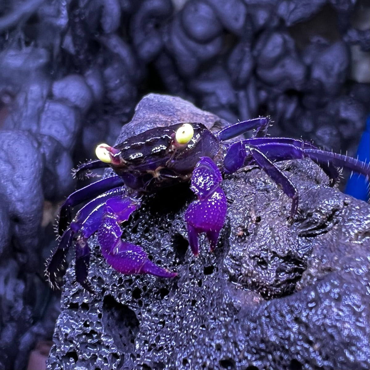 Purple Vampire Crab (Geosesarma dennerle)