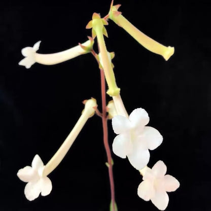 Brazilian Edelweiss (Sinningia tubiflora)