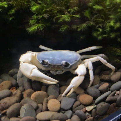 Blue Jade Crab (Geothelphusa sp var. Blue)