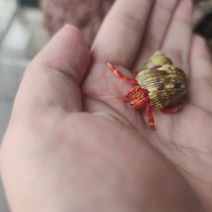 Strawberry Hermit Crab (Coenobita perlatus)