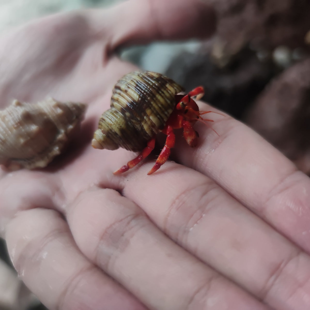 Strawberry Hermit Crab (Coenobita perlatus)