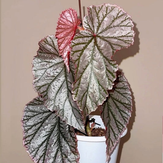 Begonia ‘Aya’