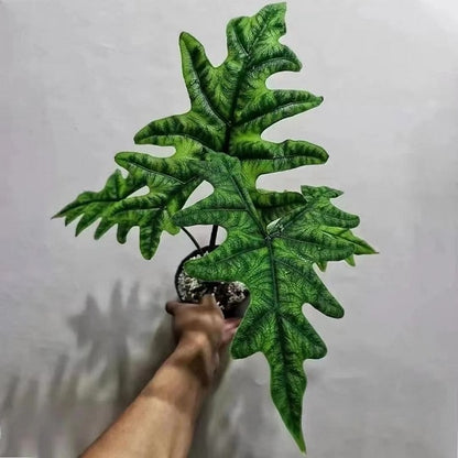 Alocasia Jacklyn（Alocasia sulawesi Sp.）