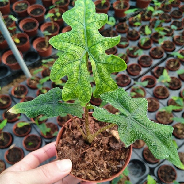 Alocasia Jacklyn（Alocasia sulawesi Sp.）