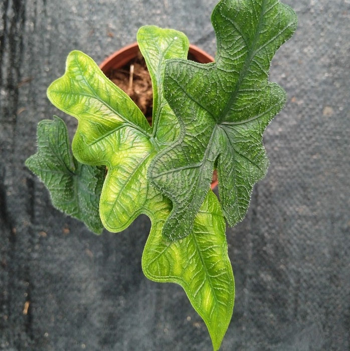 Alocasia Jacklyn（Alocasia sulawesi Sp.）