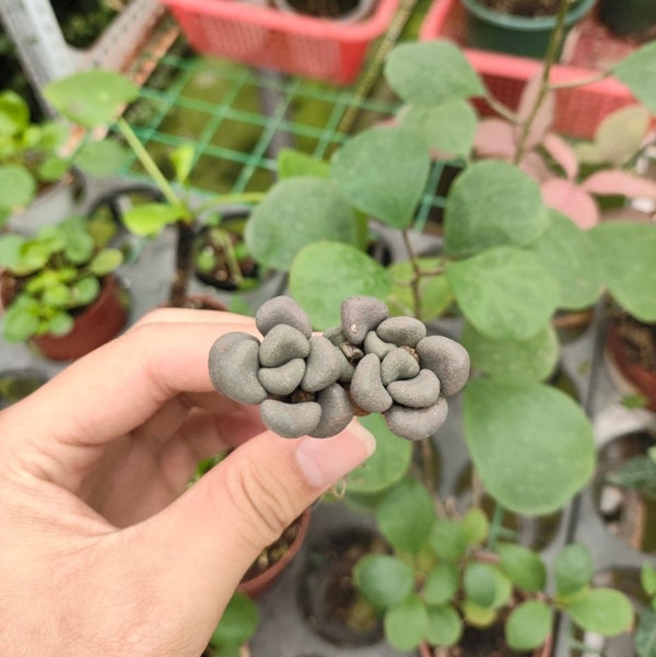 Living stone (Aloinopsis schooneesii)