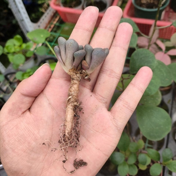 Living stone (Aloinopsis schooneesii)