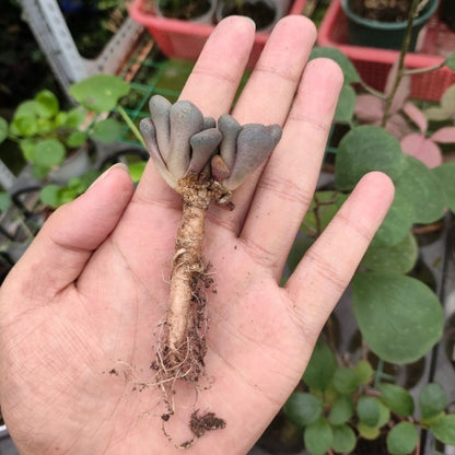 Living stone (Aloinopsis schooneesii)