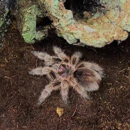 Chilean Rose Hair Tarantula (Grammostola rosea)