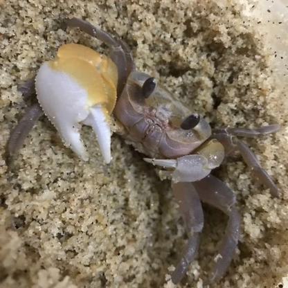 Ghost Crab（ Ocypode Cordimand ）
