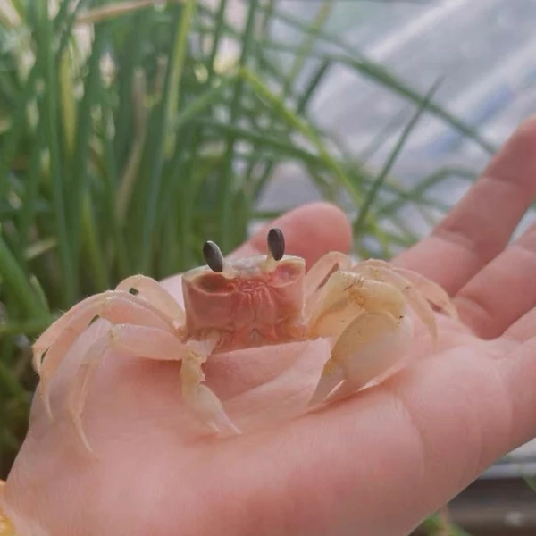 Ghost Crab（ Ocypode Cordimand ）