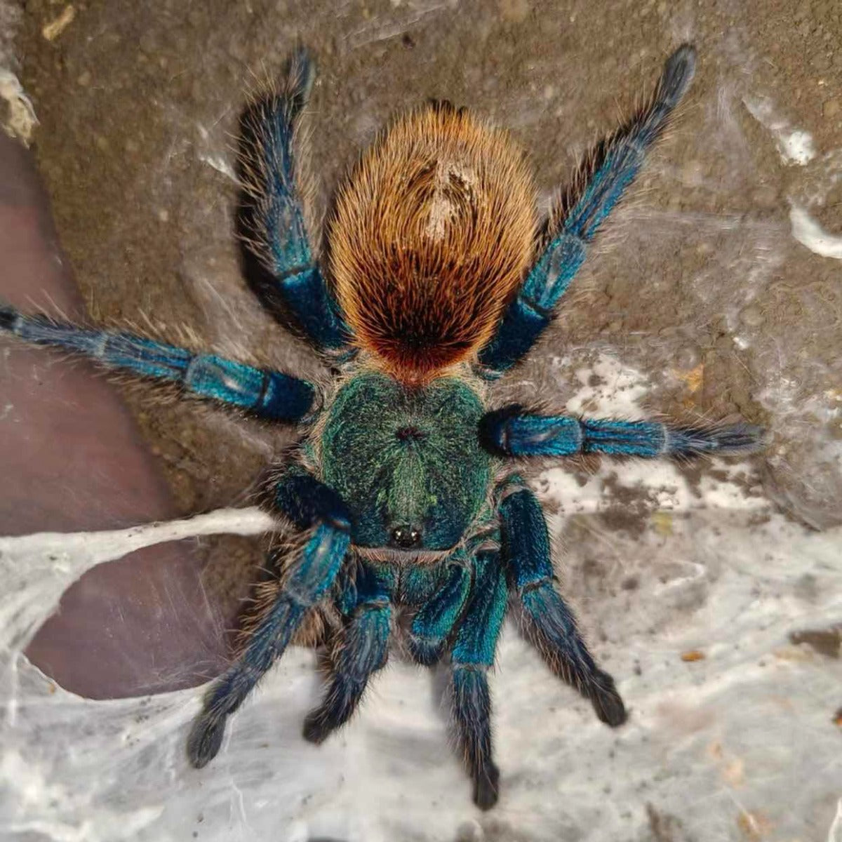 Greenbottle Blue Tarantula (Chromatopelma cyaneopubescens)