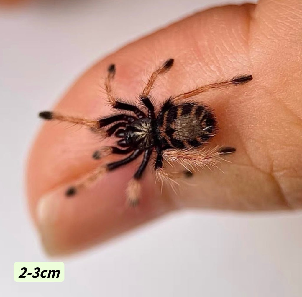 Greenbottle Blue Tarantula (Chromatopelma cyaneopubescens)