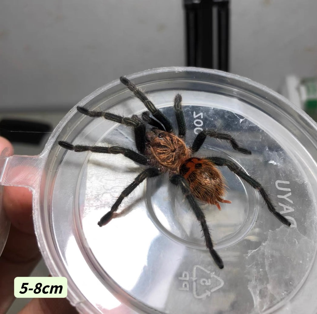 Greenbottle Blue Tarantula (Chromatopelma cyaneopubescens)