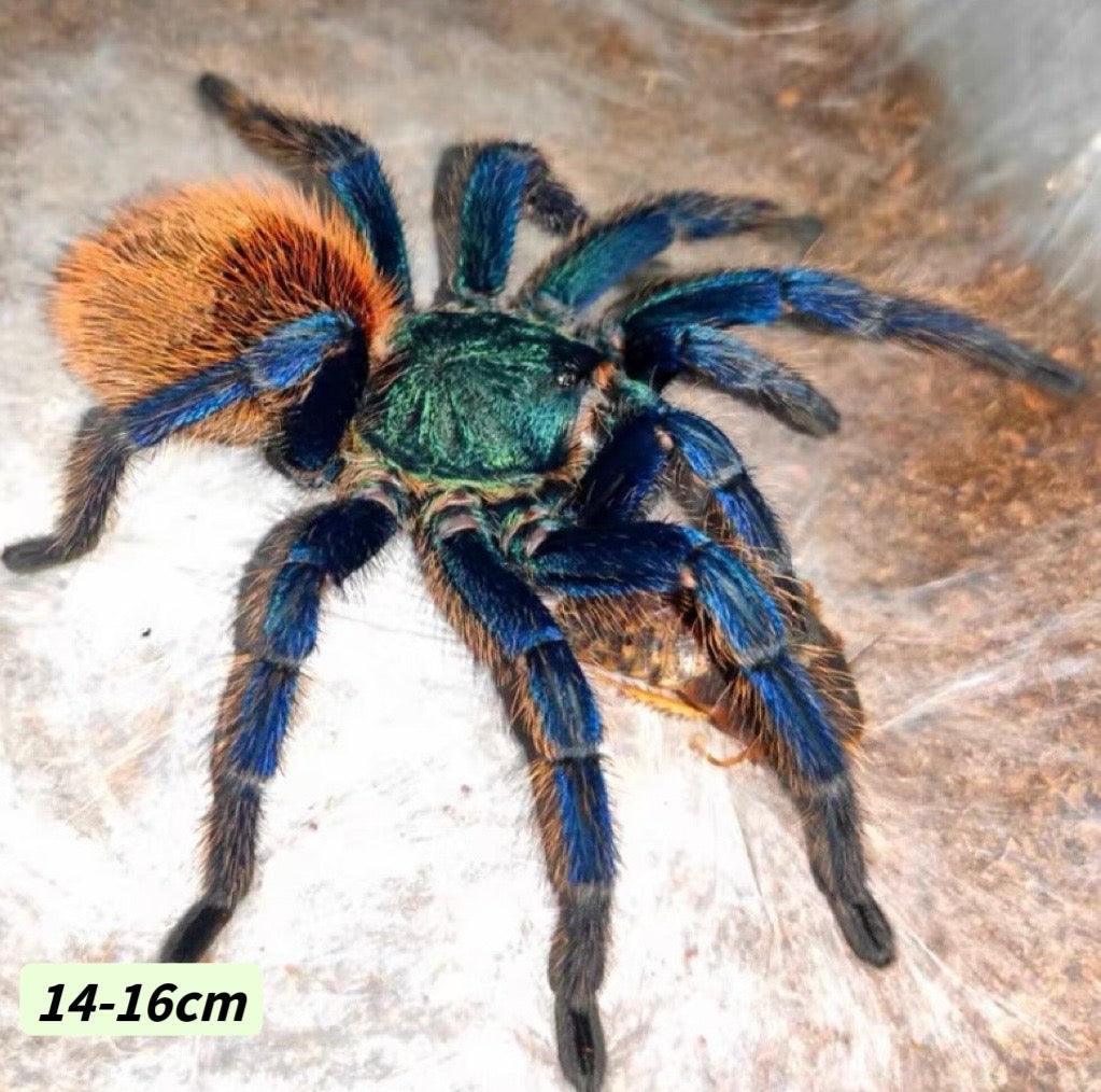 Greenbottle Blue Tarantula (Chromatopelma cyaneopubescens)