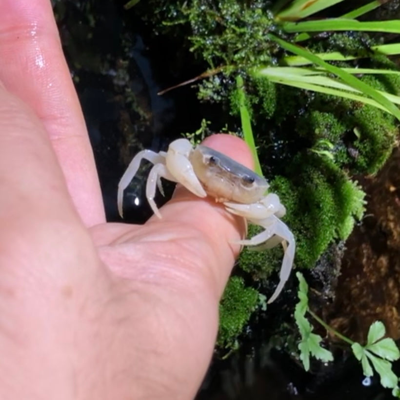 Blue Jade Crab (Geothelphusa sp var. Blue)