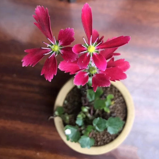 Saxifraga fortunei 'Akiba'