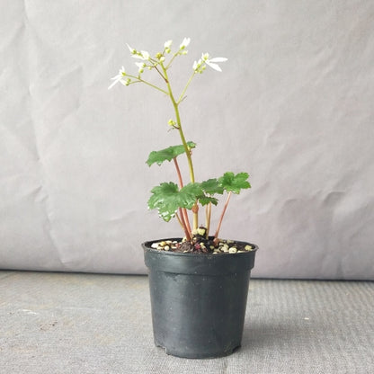 Saxifraga fortunei 'Alpina'