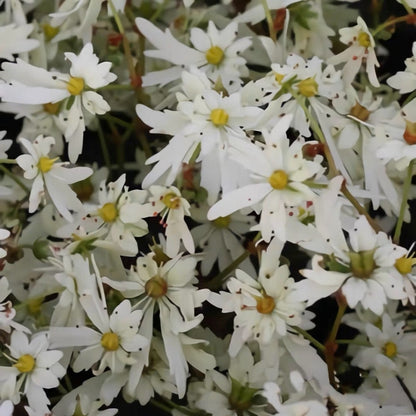 Saxifraga fortunei 'Alpina'
